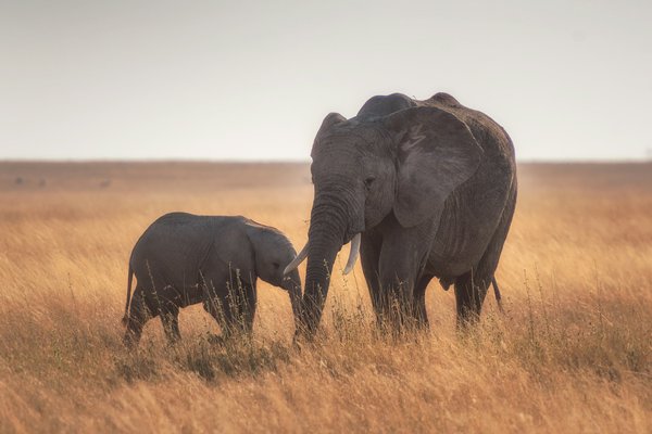Quels sont les meilleurs spots pour un safari pour observer les éléphants en Botswana?